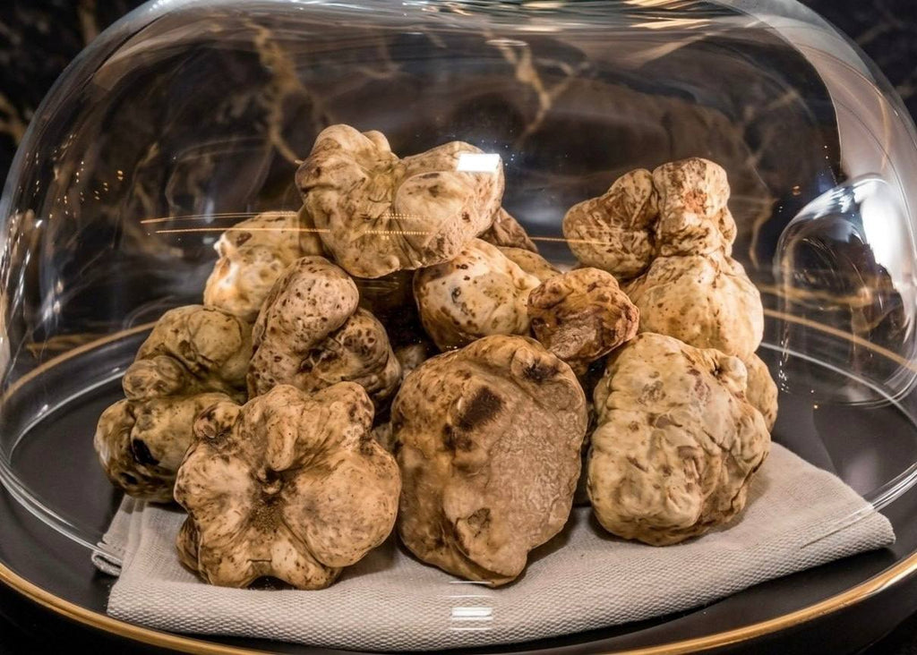 Italian Fresh White Truffle (Tuber magnatum) (per oz)