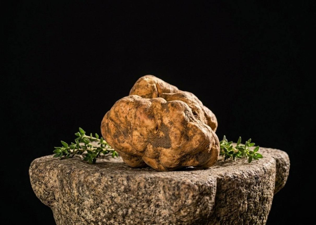 Italian Fresh White Truffle (Tuber magnatum) (per oz)