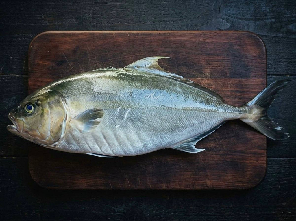 14-Day Dry-Aged Kanpachi