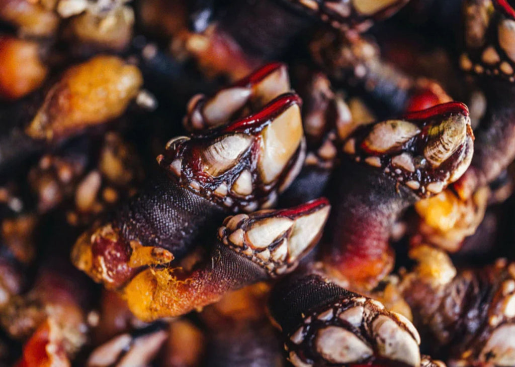 Percebes Gooseneck Barnacles (1 LB)