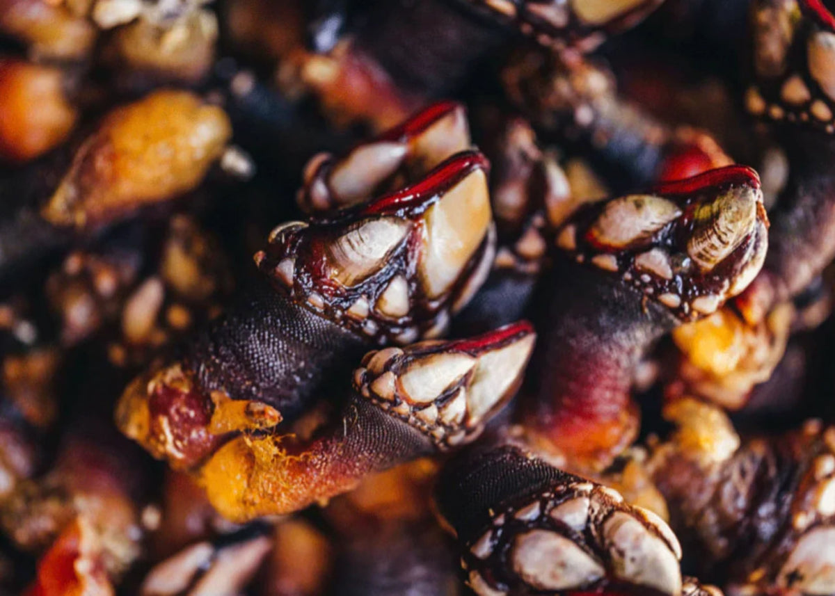 Percebes Gooseneck Barnacles (1 LB)