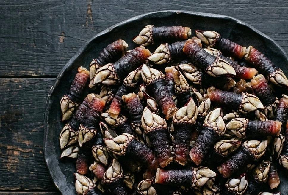 Percebes Gooseneck Barnacles (1 LB)