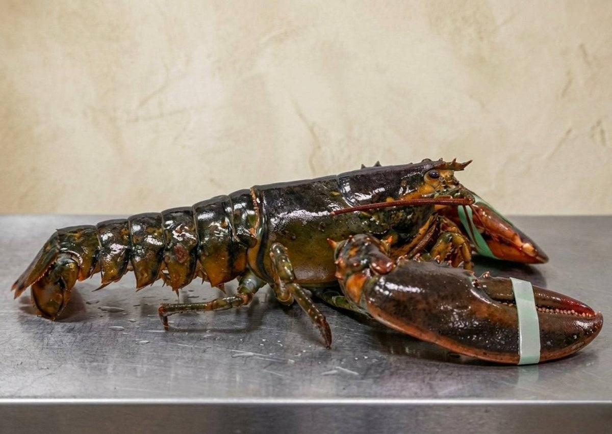 Freshly Caught Live or Cooked Maine Lobster FROM 2 PC