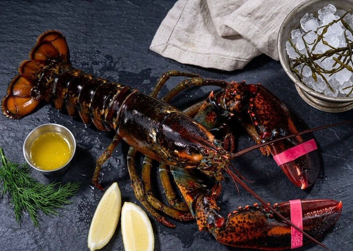 Freshly Caught Live or Cooked Maine Lobster FROM 2 PC