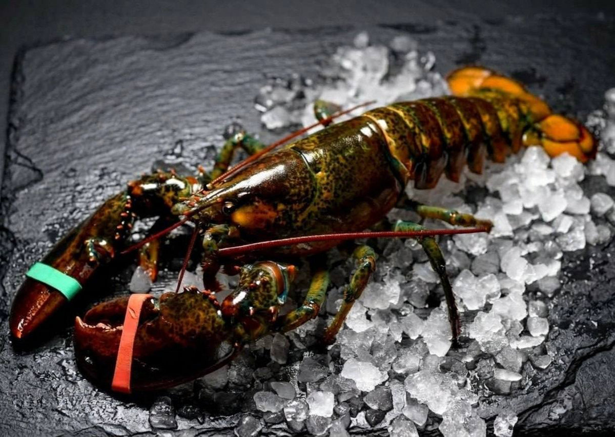 Freshly Caught Live or Cooked Maine Lobster FROM 2 PC