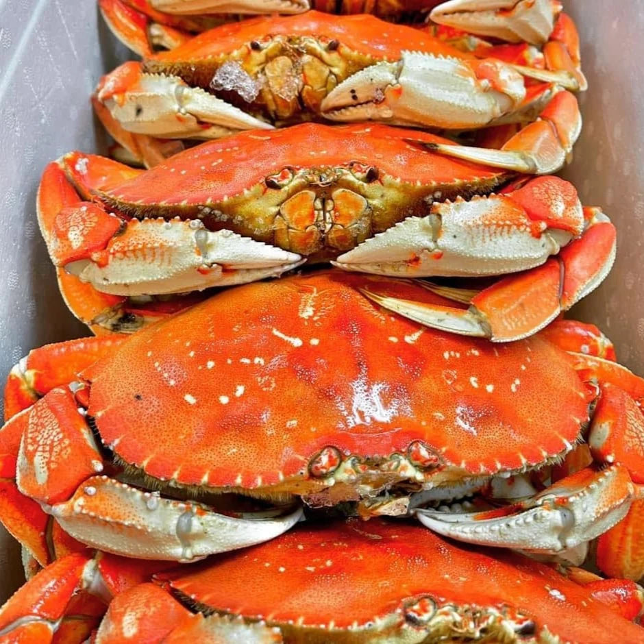 Live Whole Jumbo Dungeness Crab 2 lb up