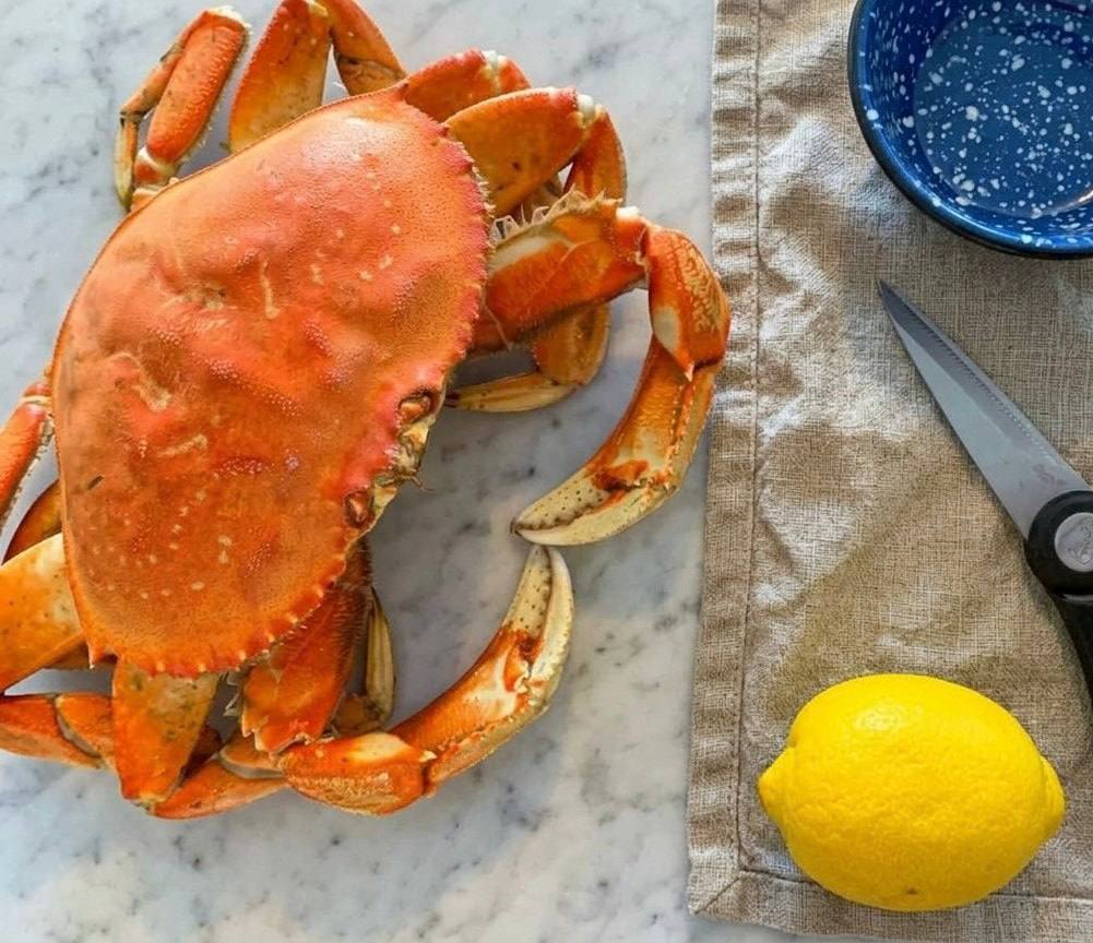 Live Whole Jumbo Dungeness Crab 2 lb up