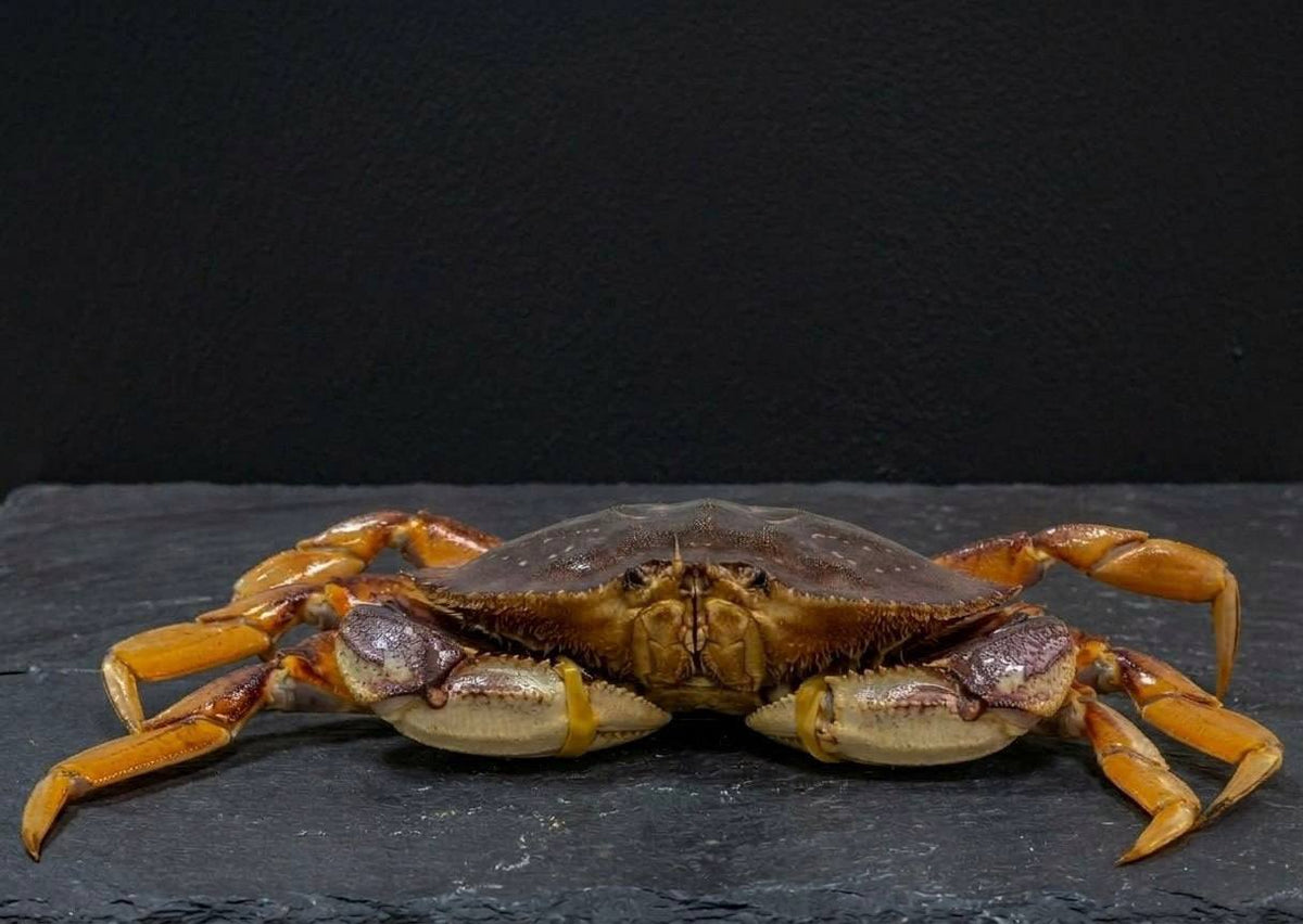 Live Whole Jumbo Dungeness Crab 2 lb up