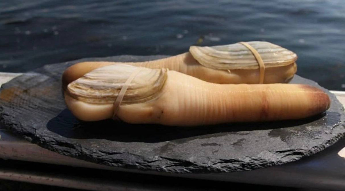 Whole Live Geoduck (2 LB Average)