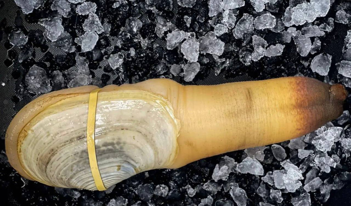 Whole Live Geoduck (2 LB Average)