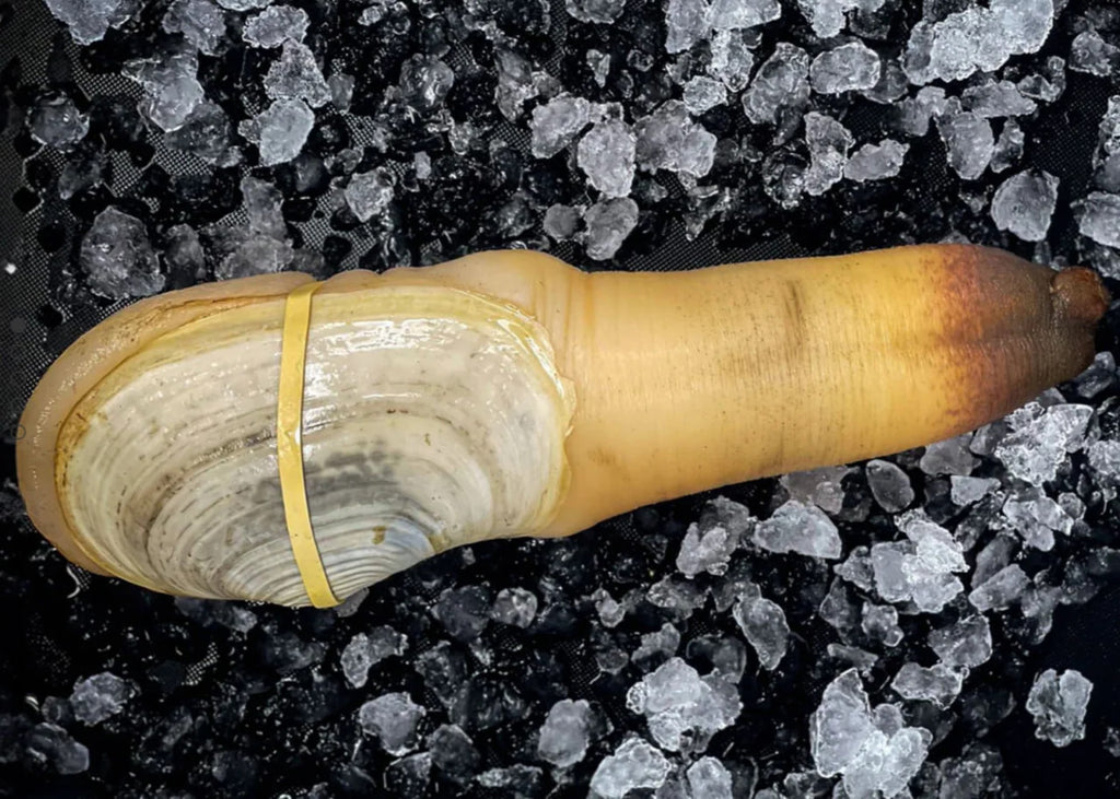 Fresh Geoduck Meat (from 1 LB Average Geoduck)