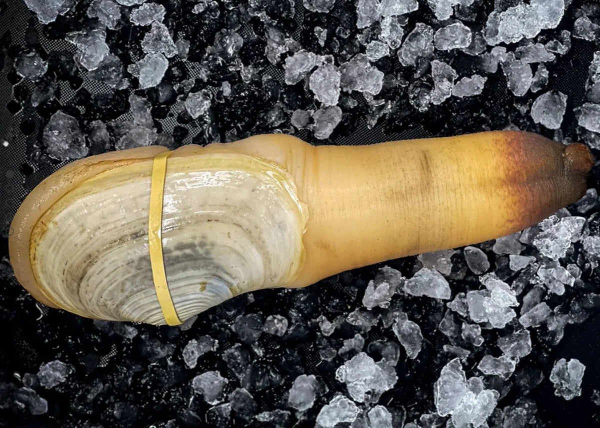 Fresh Geoduck Meat (from 1 LB Average Geoduck)