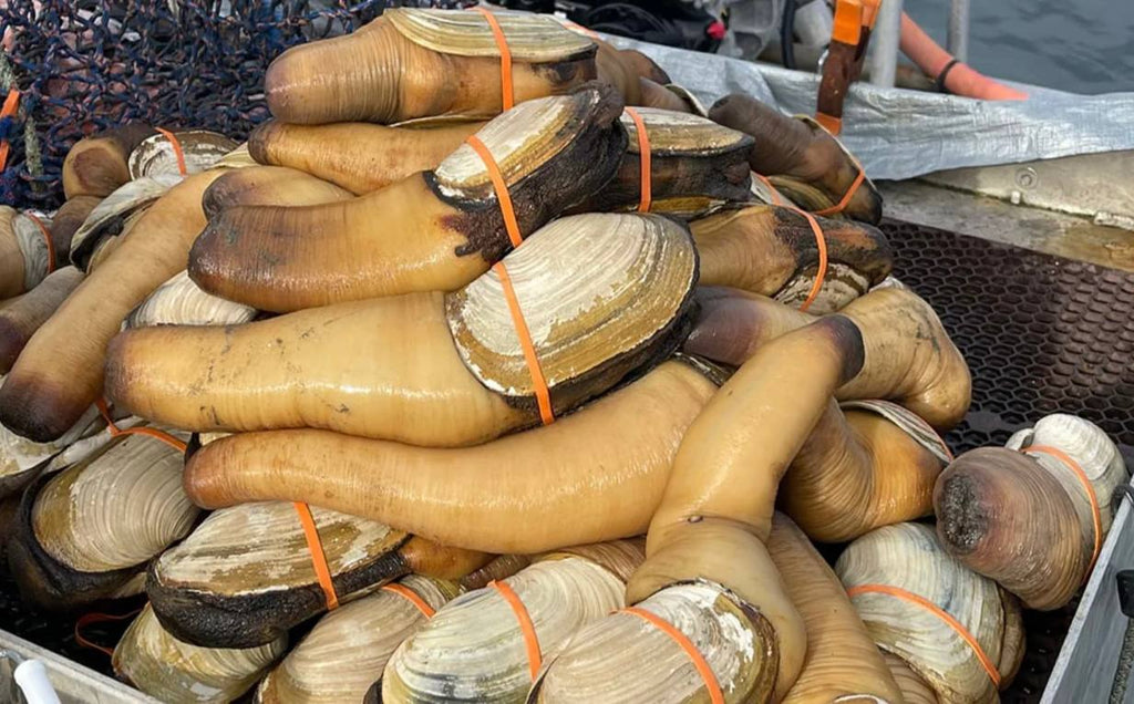 Fresh Geoduck Meat (from 1 LB Average Geoduck)