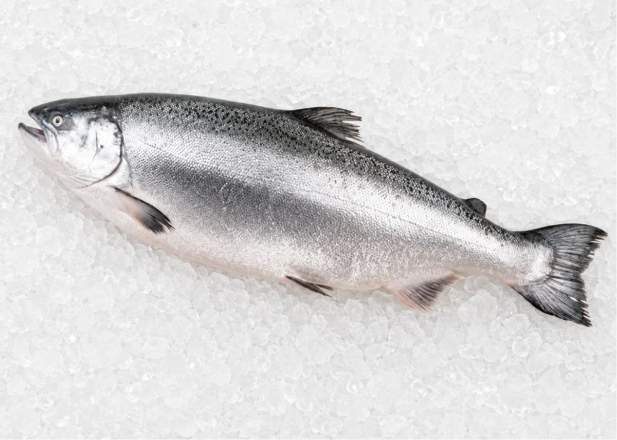 Ora King Salmon