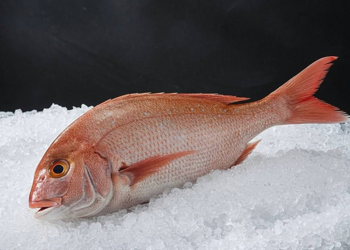 Japanese Madai Snapper